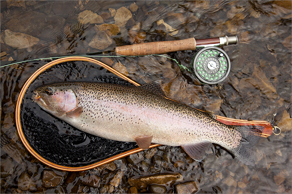 Crowsnest River rainbow trout