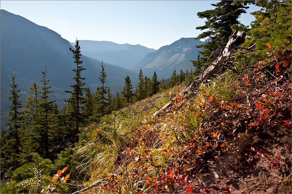 Huckleberries thrive at elevations above 4,500 feet