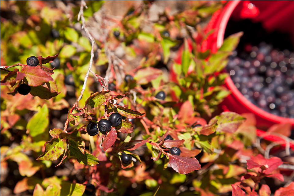 Ripe huckleberries ready to be picked