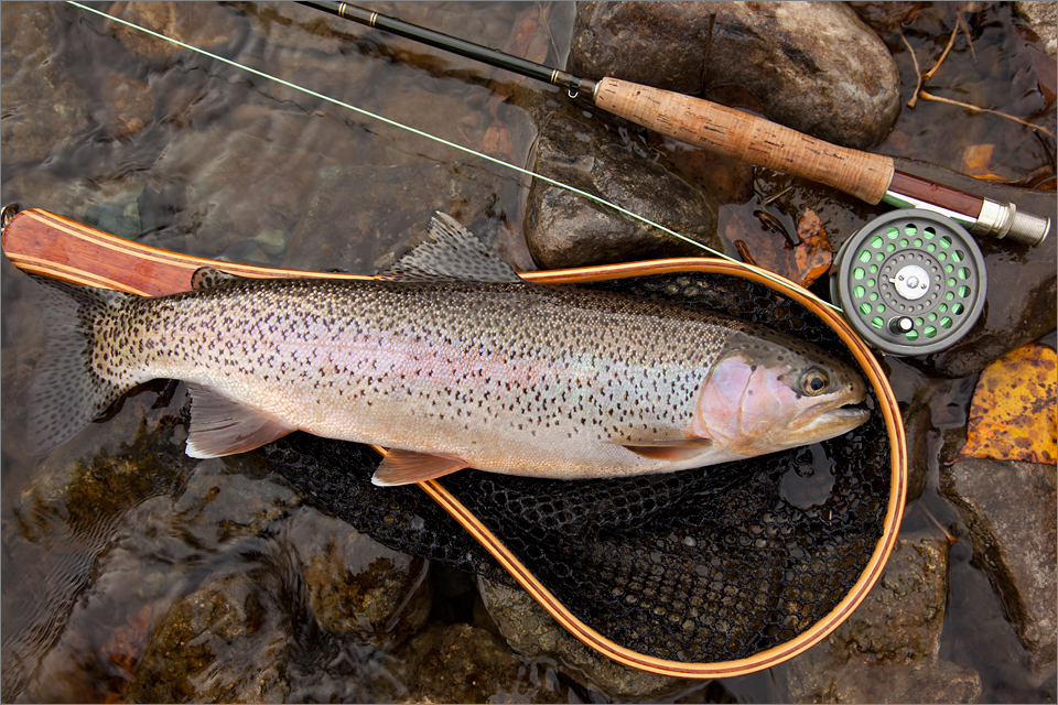 rainbow-trout_002_103016