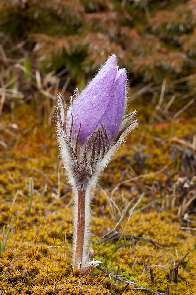 Sleeping Crocus