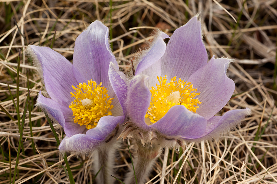 Waterton Park Crocuses