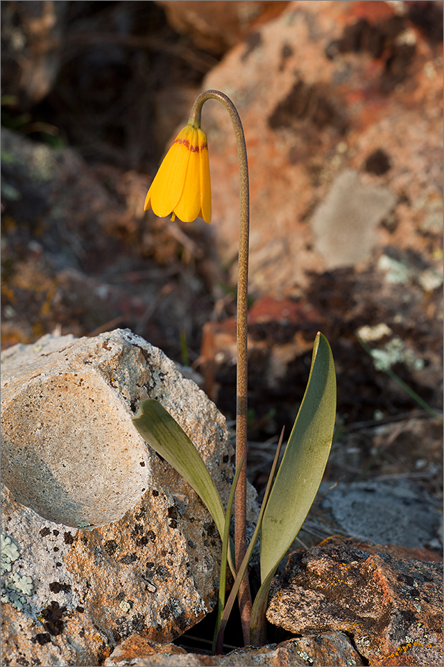 Yellowbell