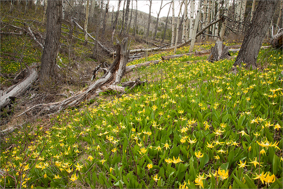 Crowsnest Pass Glacier Lilies