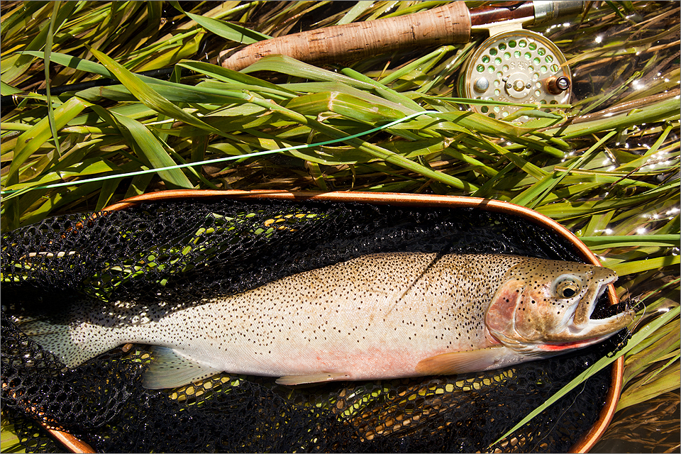 Crowsnest cutthroat trout