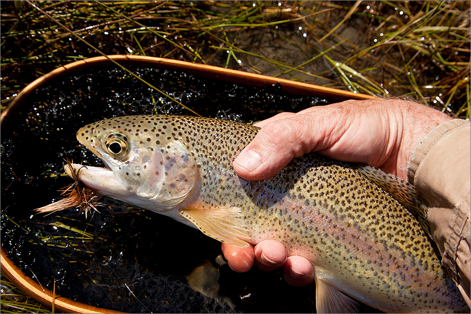 Rainbow trout on a dry fly