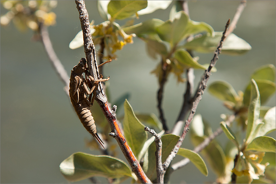 Salmonfly shuck