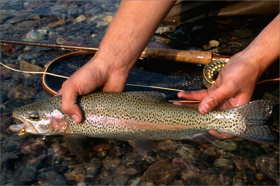 Castle River rainbow trout caught on an SA Hopper