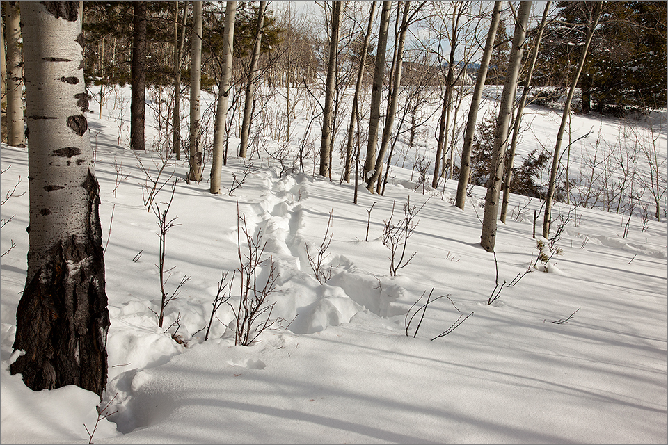 Moose tracks meandering through deep snow