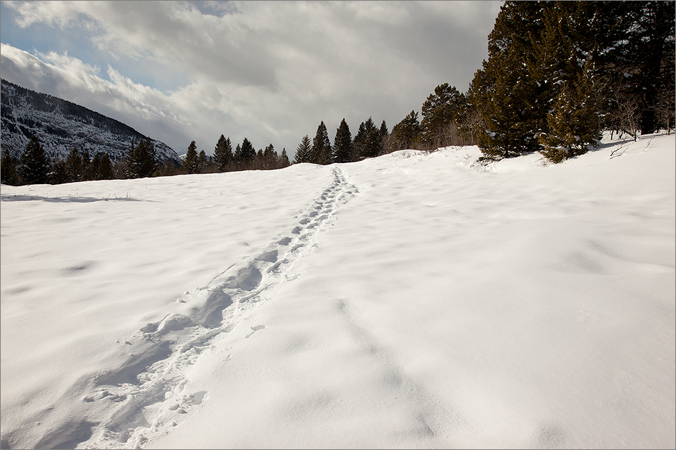 Snowshoe trail crossing an open meadow