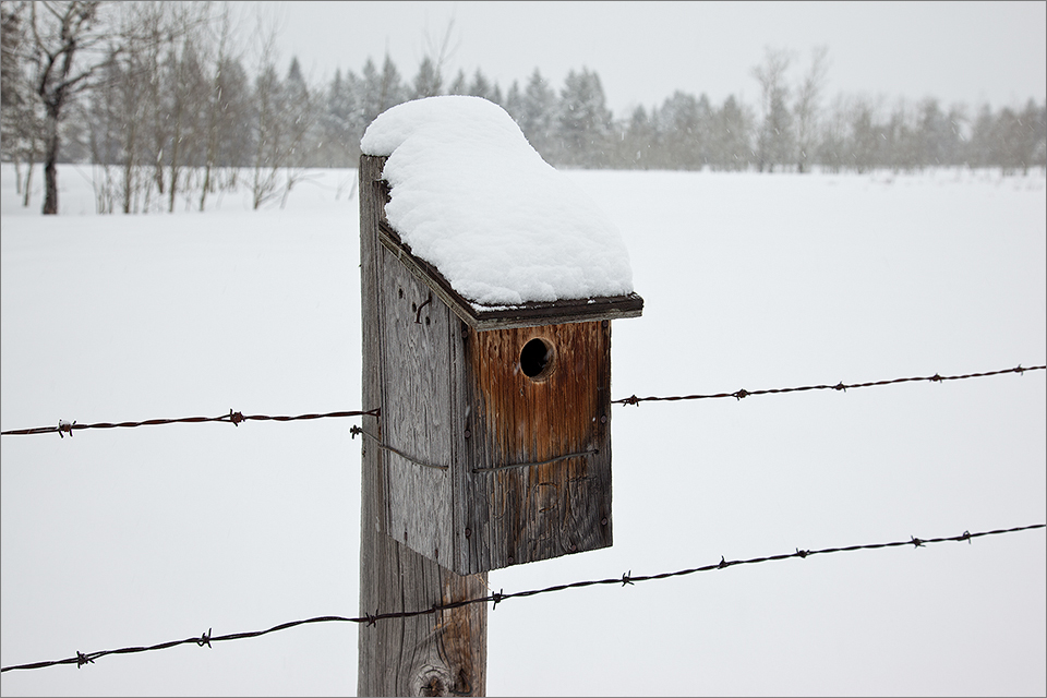 Bluebird house