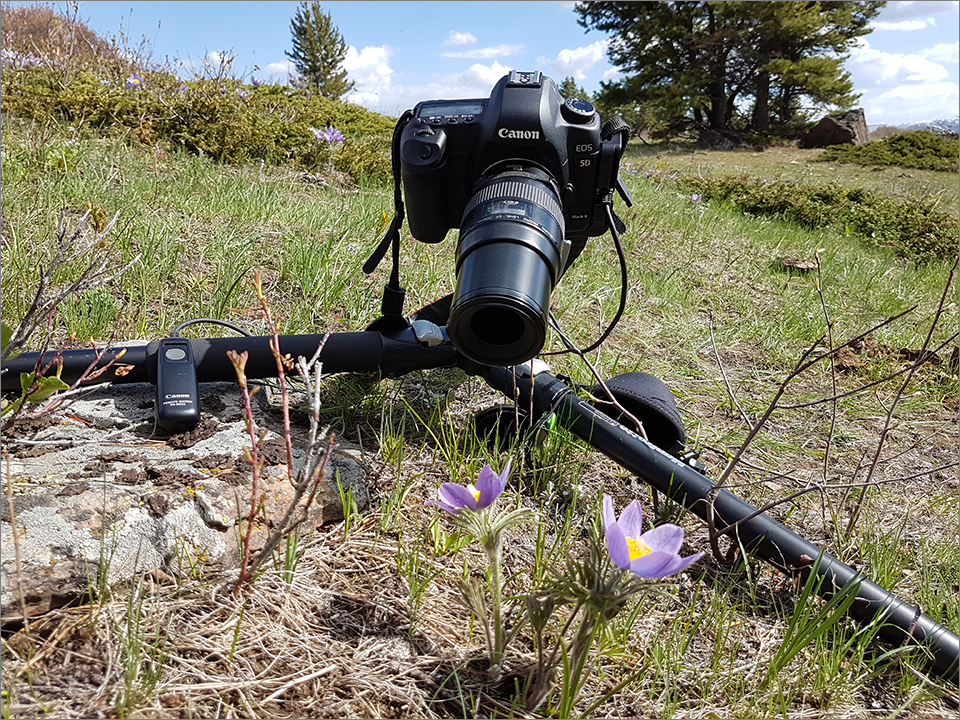 My camera set-up for photographing wildflowers