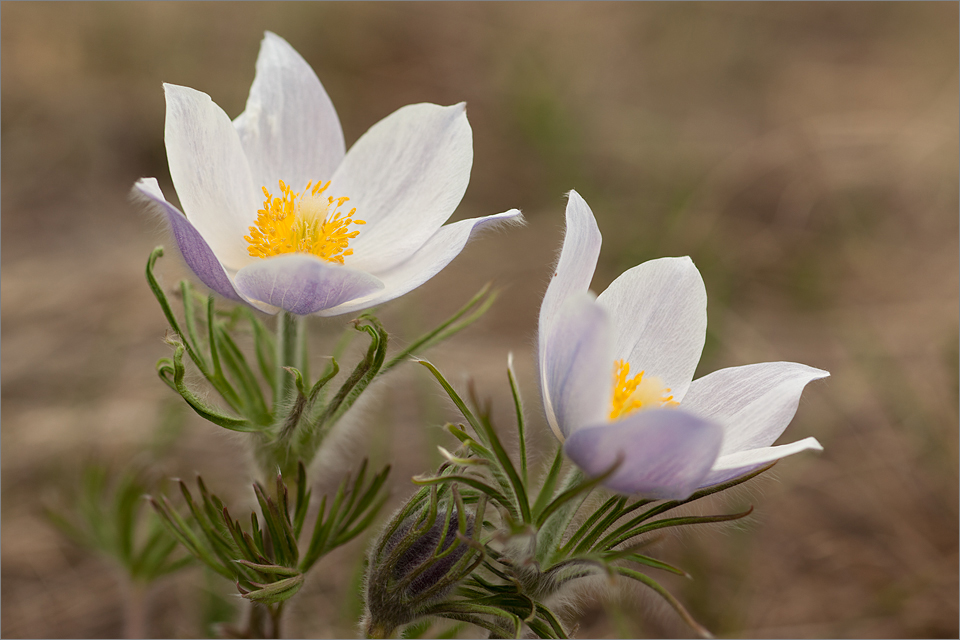 Shallow depth of field