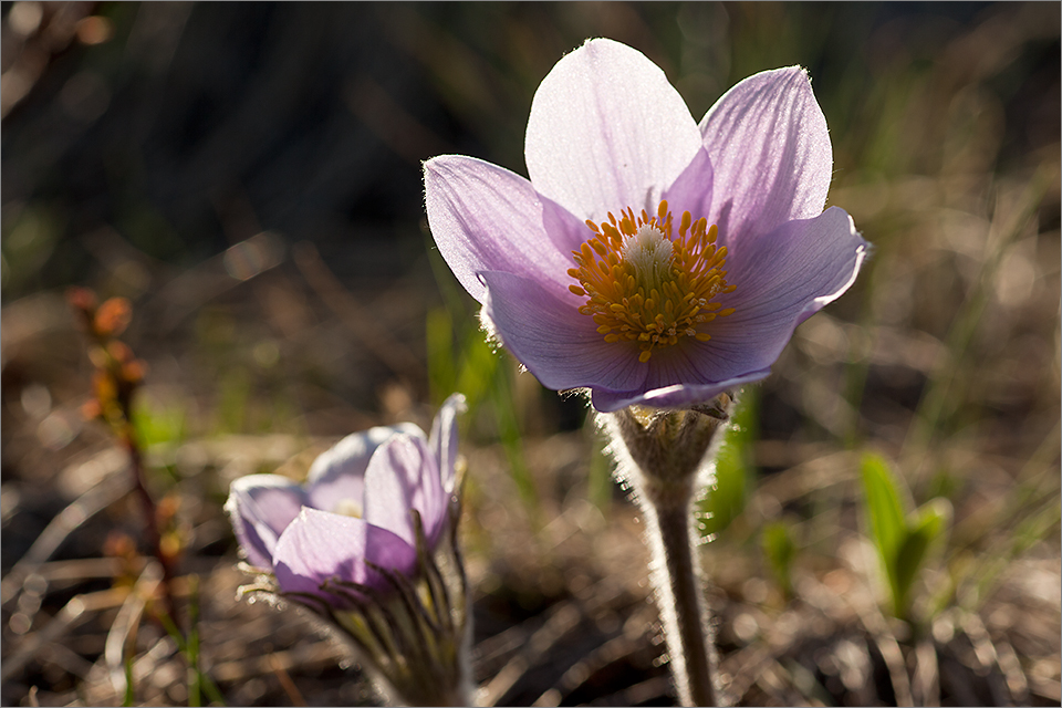 Backlit flowers