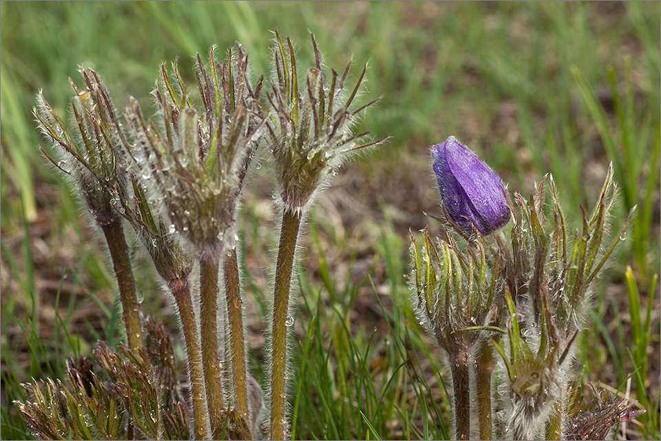 A deer missed a flower