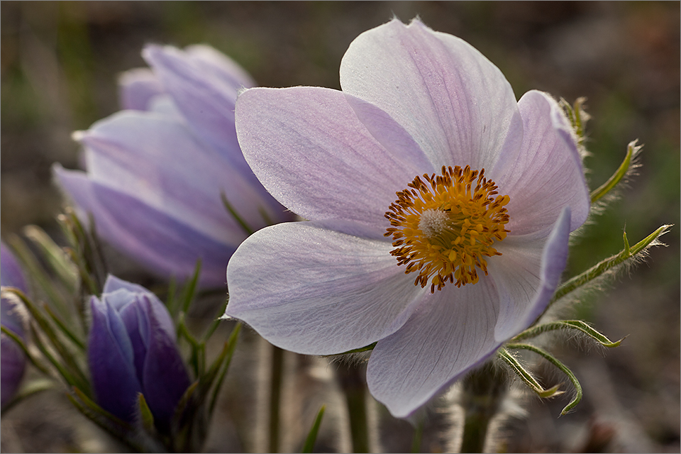 Diffused light on crocuses