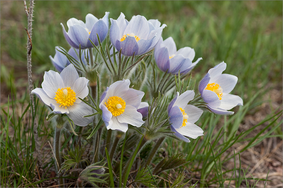 Crocus cluster