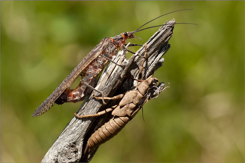 Female salmonfly, with egg cluster and shuck below