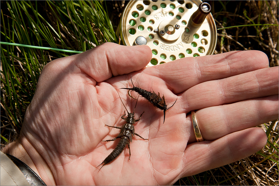 Salmonfly nymph and imitation