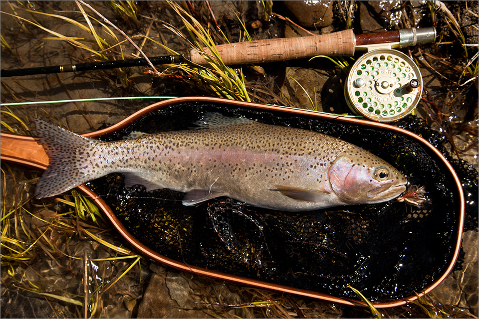 A fat Crowsnest rainbow trout caught on an adult salmonfly pattern