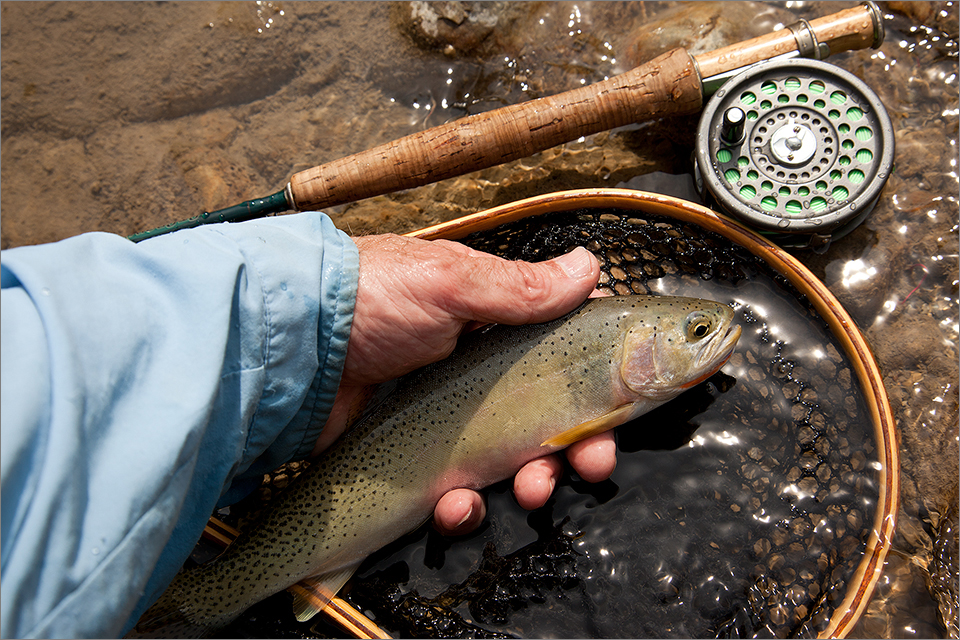 A Lee Creek cutthroat trout – my first in more than 40 years