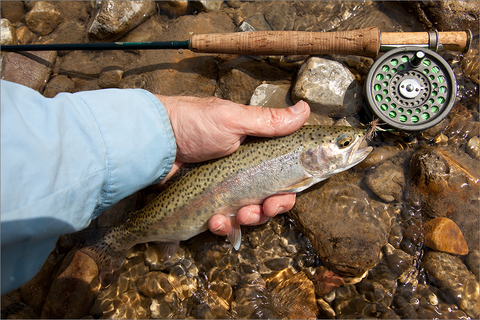 10-inch rainbow trout
