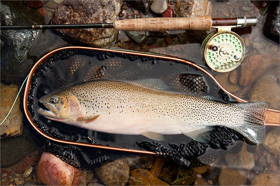 Cutthroat caught on a Parachute Adams dry fly