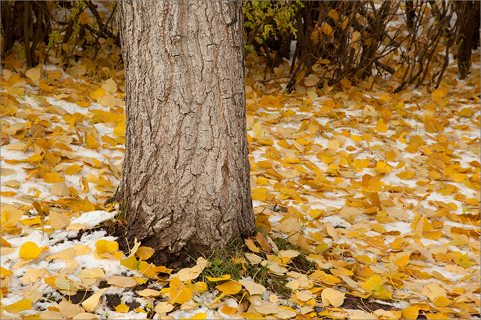 Leaves on snow