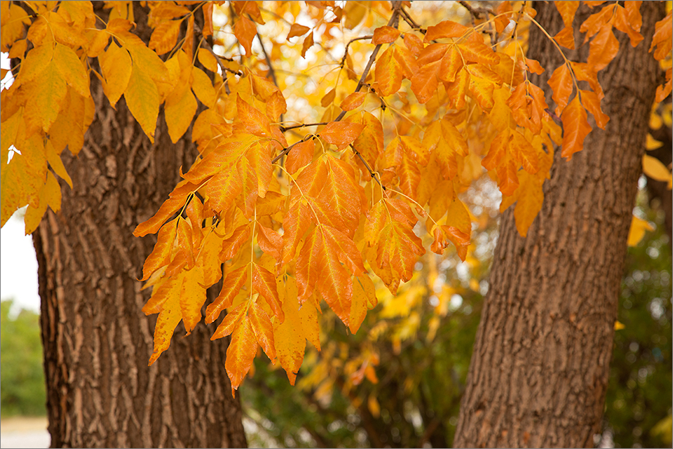 Golden leaves