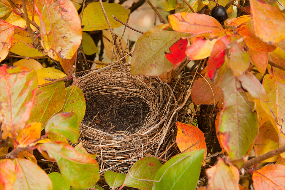 Backyard bird nest