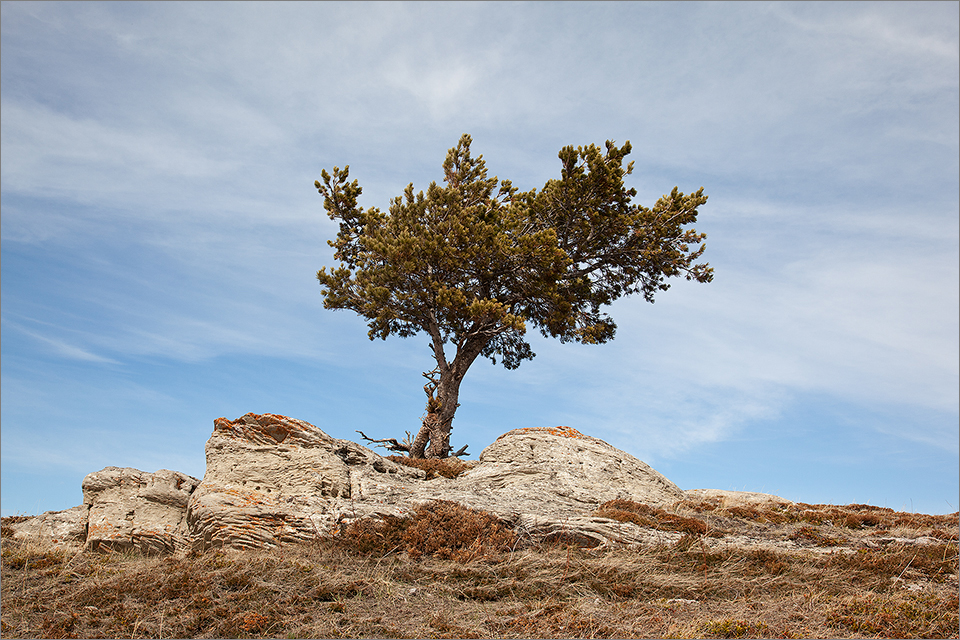 Ridge-top limber pine