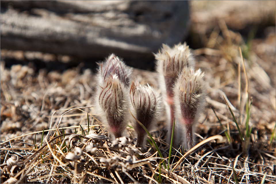 Sprouting crocuses