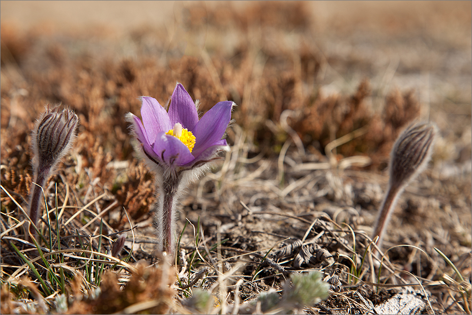 Early spring colors