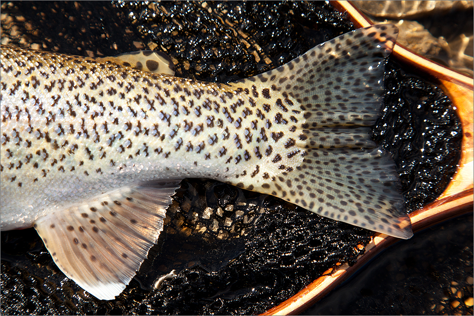 Trout tail markings