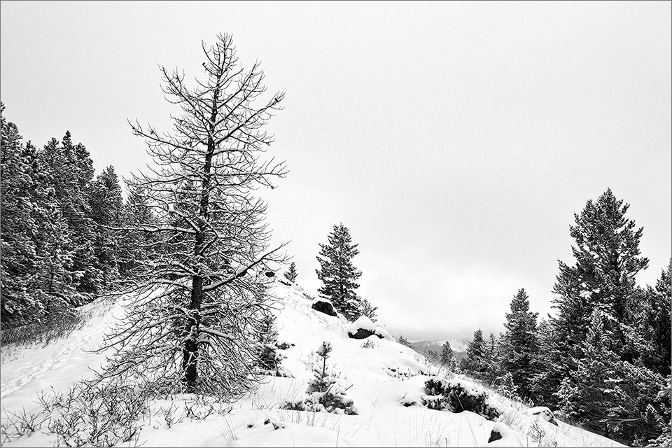 Trees In Winter