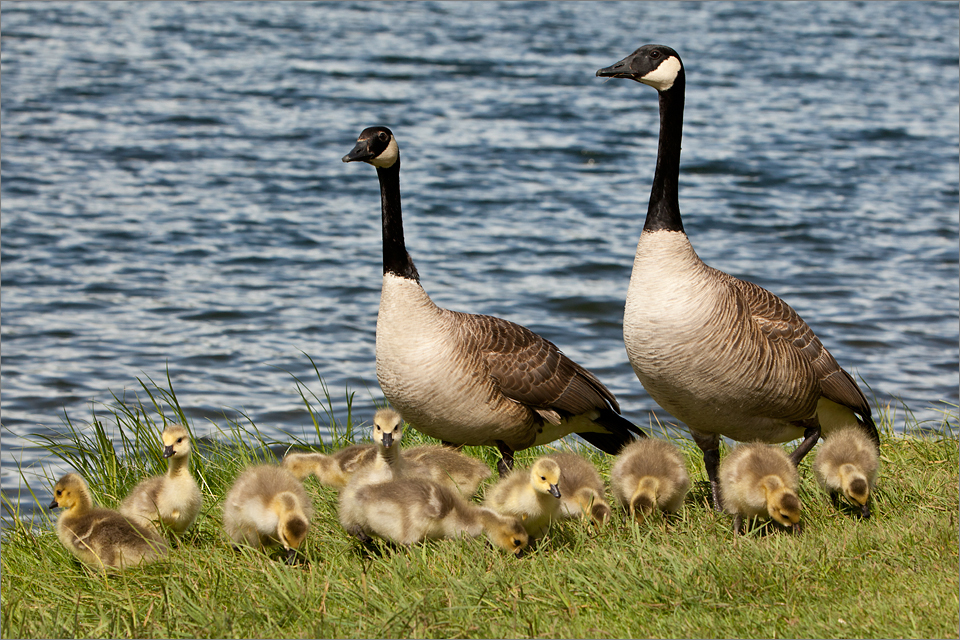 Canada-Geese_021_060820