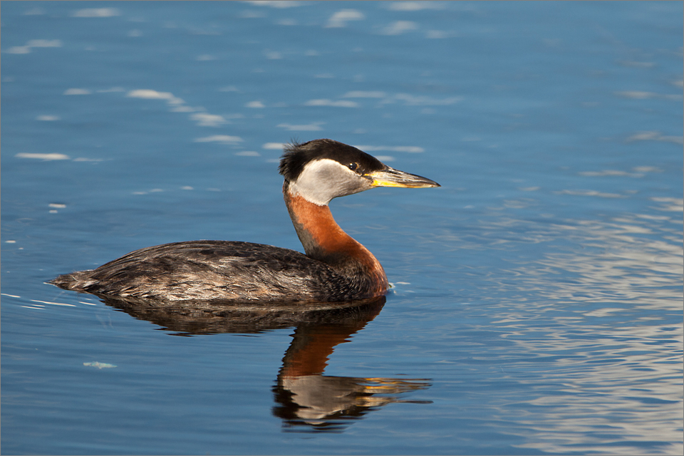 Red-necked-Grebe_001_060120