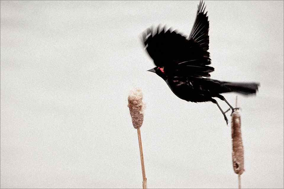 Red-winged Blackbird #2