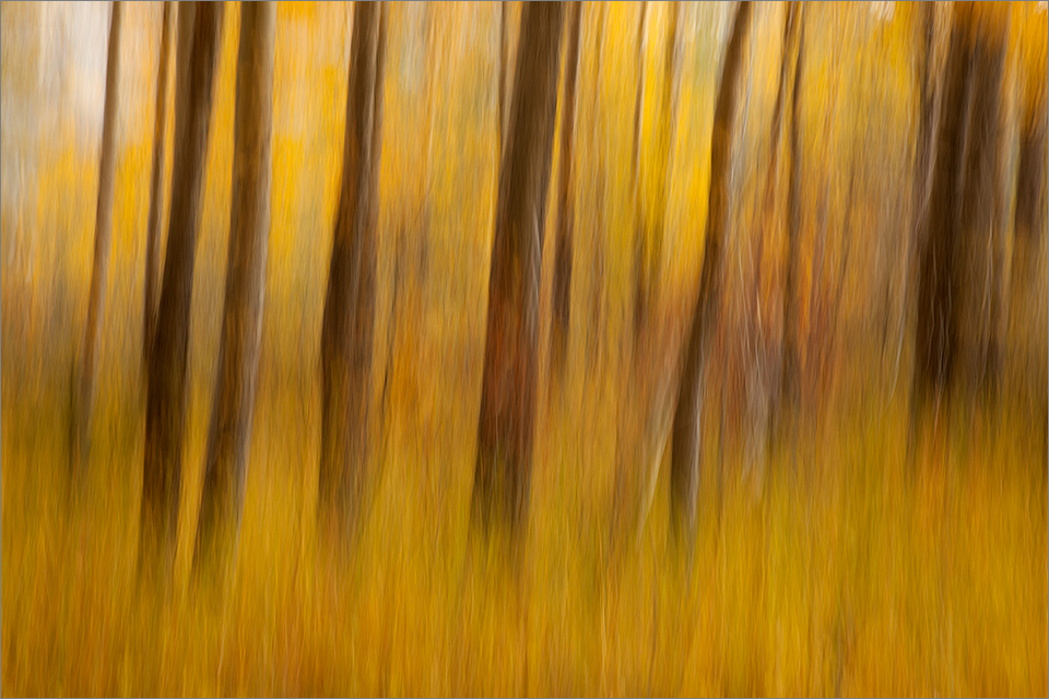 Blurred Trees #1
