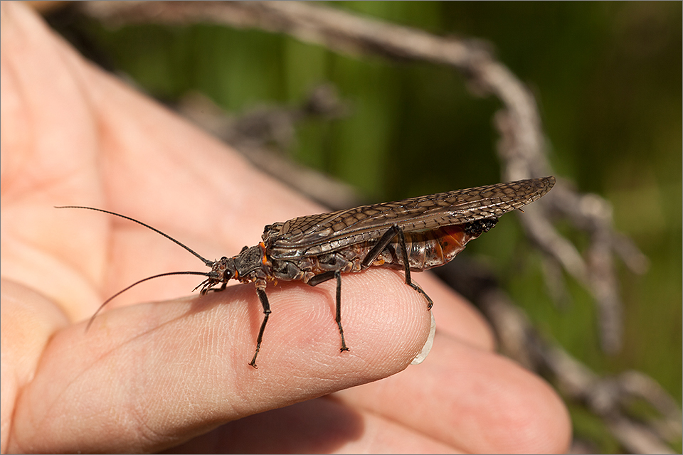 Crowsnest River Salmonfly