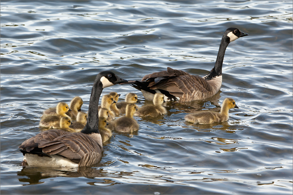 Canada Geese #1