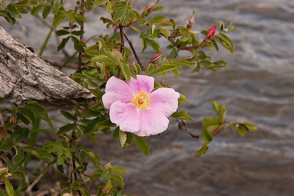 Riverside Rose